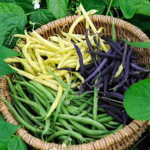 Haricot Nain en Mélange de Couleurs - 10 m - BIO